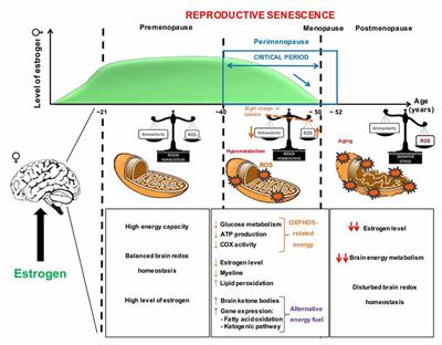 Mitochondria, Estrogen and Female Brain Aging